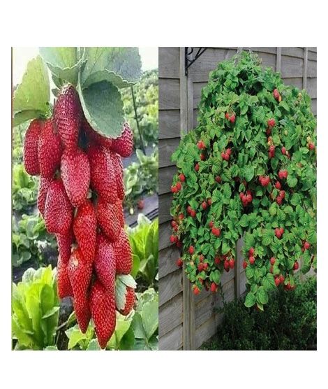 iShopping - Husmah Red Climbing Strawberry Seeds 4 Season