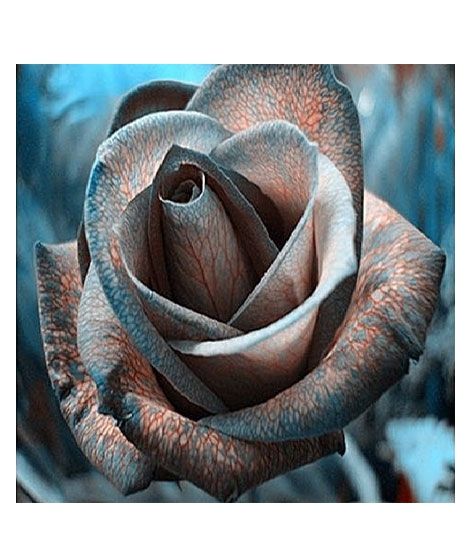 iShopping - Husmah Blood Line Rose Seeds