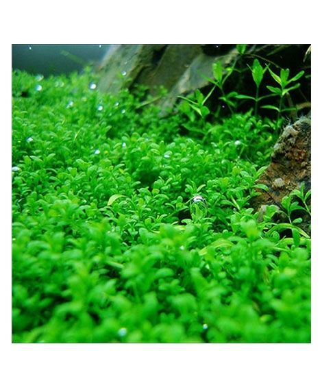 iShopping - Husmah Live Aquarium Fish Tank Big Leif Plants Seeds-50 Seeds
