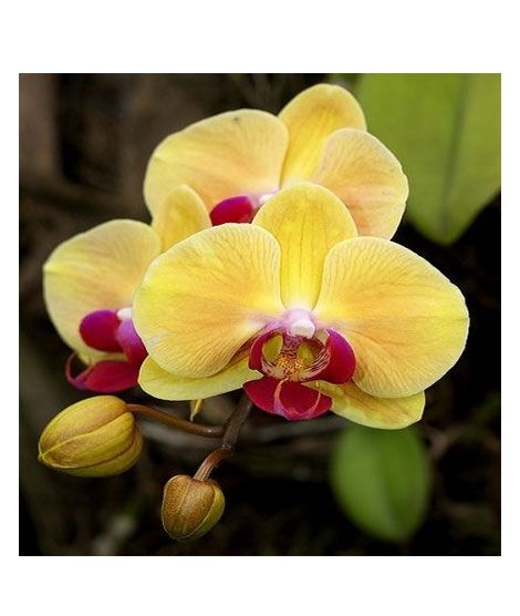 iShopping - Husmah Phalaenopsis Orchid Yellow Red Seeds