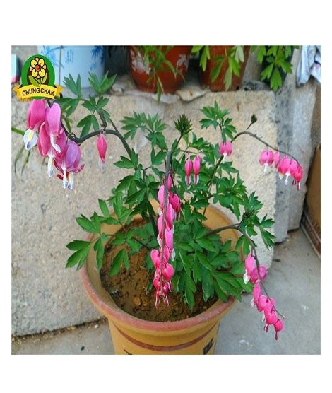 iShopping - Husmah Bleeding Heart Flower Seeds Pink