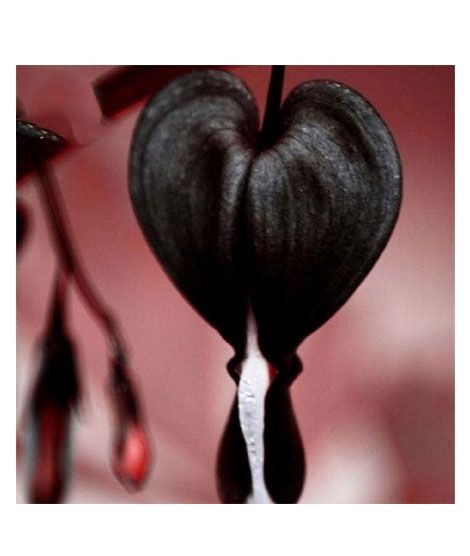 iShopping - Husmah Bleeding Heart Flower Seeds Black