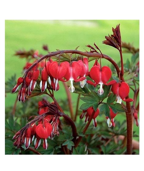 iShopping - HusMah Bleeding Heart Flower Seeds Red