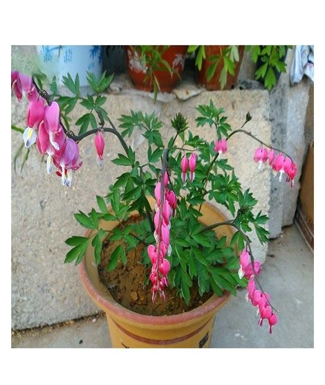 iShopping - HusMah Bleeding Heart Flower Seeds Pink