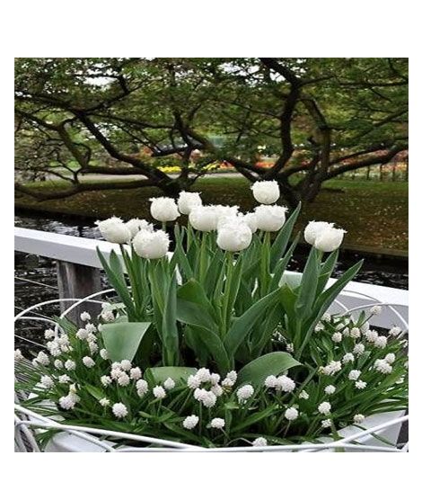 iShopping - HusMah Rare Tulip Seeds- White