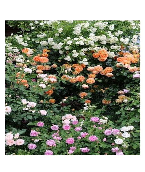iShopping - HusMah Climbing rose Seeds Mix Pink Orange White 