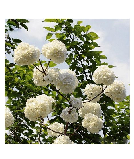 iShopping - HusMah Rare Hydrangea Seeds- White