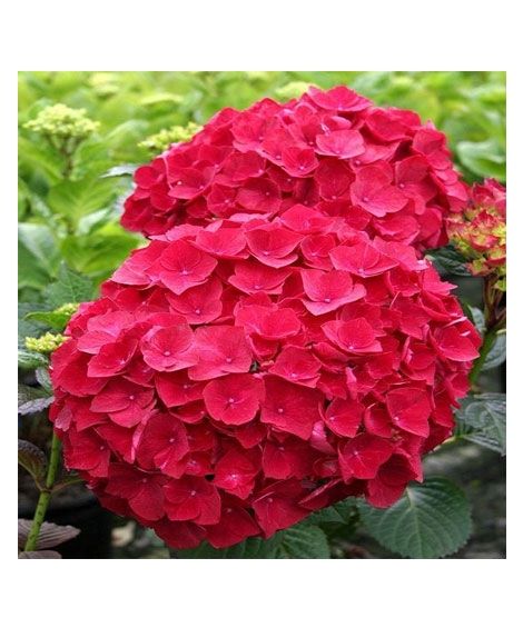 iShopping - HusMah Rare Hydrangea Seeds- Red