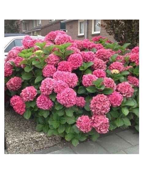 iShopping - HusMah Rare Hydrangea Seeds- Pink