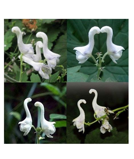 iShopping - HusMah Swan Flowers Bonsai Seeds