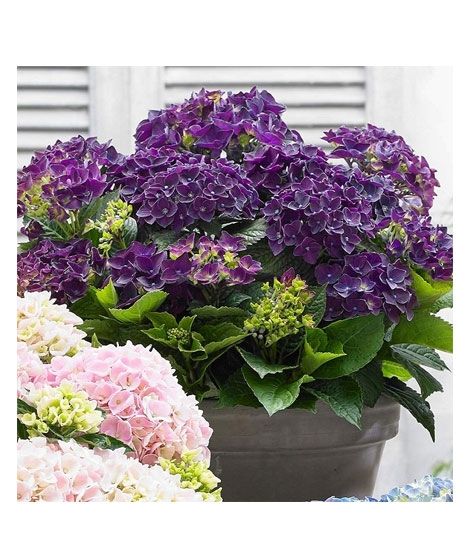 iShopping - HusMah Rare Hydrangea Seeds- Purple