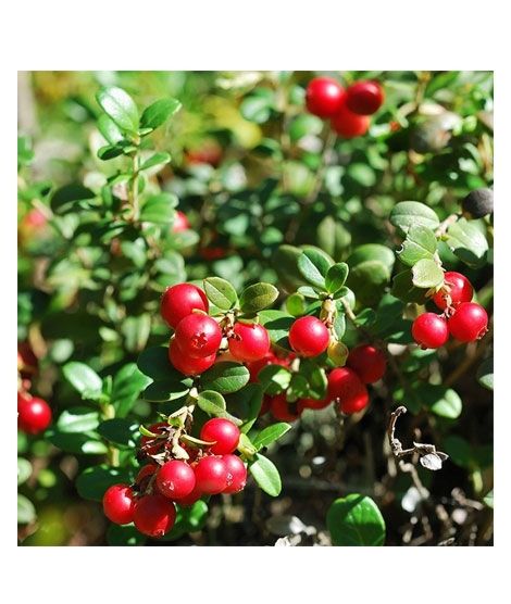 iShopping - HusMah Rare Red Pearl Cherry Blossom seeds