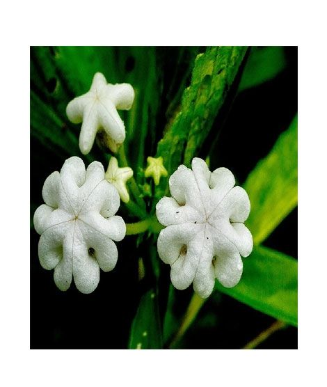 iShopping - HusMah Ceropegia Huberi Seeds