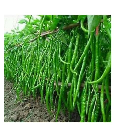 iShopping - HusMah Long Hot Pepper Seeds