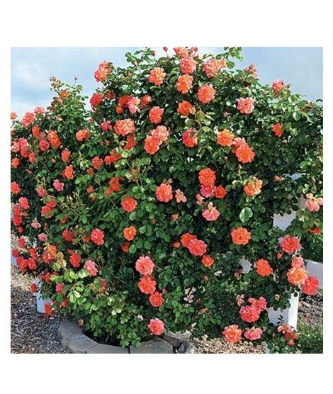 iShopping - HusMah Rare Climbing Rose Seeds - Orange