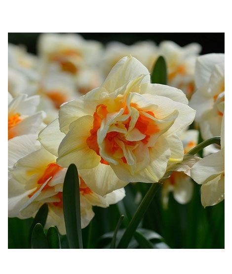 iShopping - HusMah Beautiful Narcissus Flower Balcony Plant Seeds-White Orange