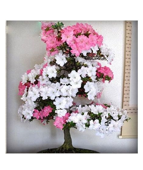 iShopping - HusMah Rare White & Pink Azalea Seeds