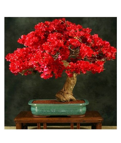 iShopping - HusMah Unique Red Bougainvillea Spectabilis Seeds