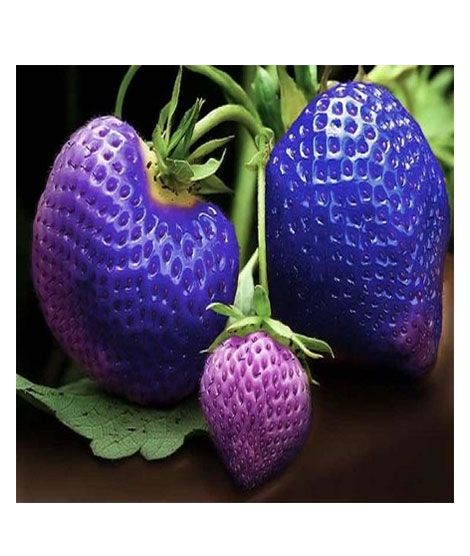 iShopping - HusMah Big Giant Blue Strawberry Seeds-Four Season