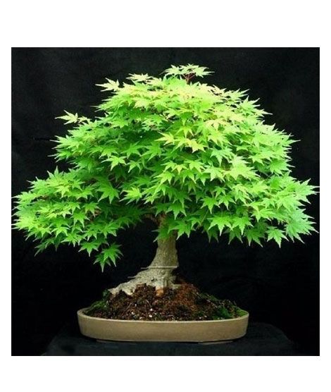 iShopping - HusMah Rare Bonsai Green Maple Seeds