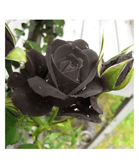 iShopping - HusMah Rare Black Rose Imported Seeds