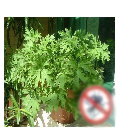 iShopping - HusMah Mosquito Repelling Grass Mozzie Buster Sweetgrass Seeds