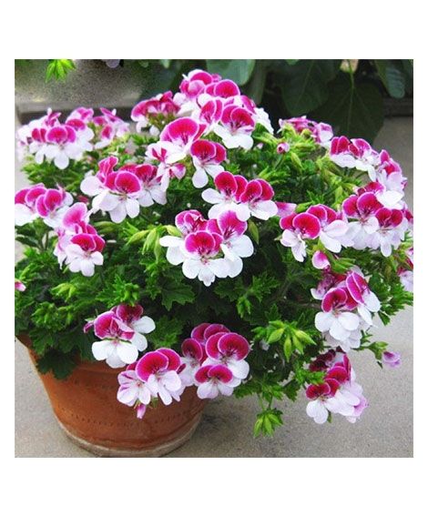 iShopping - HusMah Pelargonium Peltatum Flower Seeds