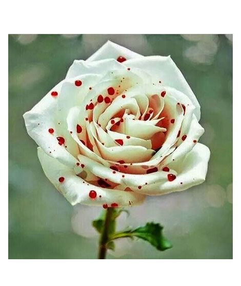 iShopping - HusMah Blood Dotted White Rose Seeds
