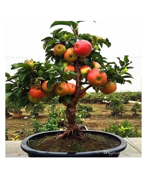 iShopping - HusMah Dwarf Apple Tree Seeds