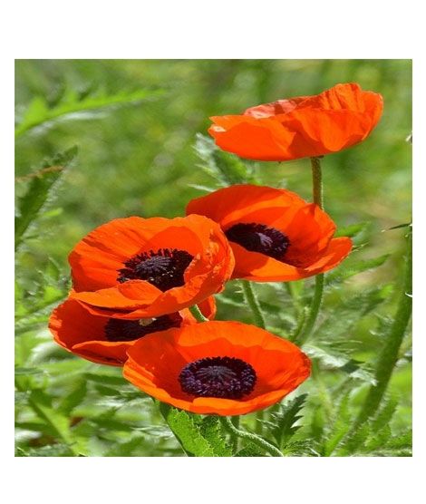 iShopping - HusMah Beautiful Bonsai Poppy Seeds- Orange