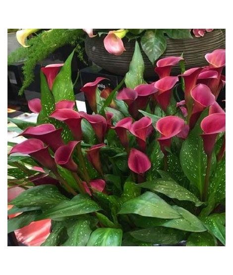 iShopping - HusMah Rare Calla Lily Seed- Dark Maroon