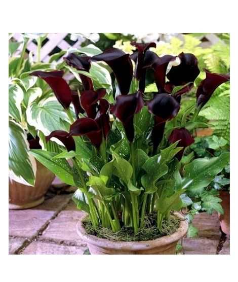 iShopping - HusMah Rare Calla Lily Burgundy Seed