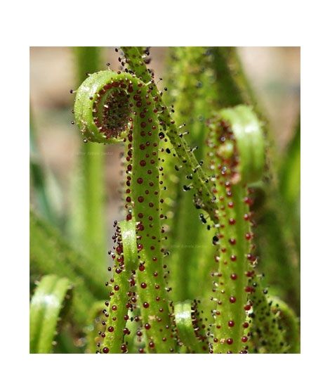 iShopping - HusMah Aurora Drosophyllum Seeds