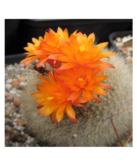 iShopping - HusMah Bonsai Notocactus Graessneri Cactus Flower Seed- Orange