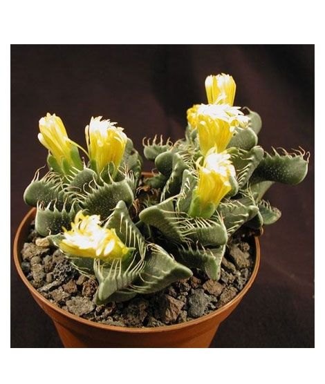 iShopping - HusMah Faucaria Succulent Seeds