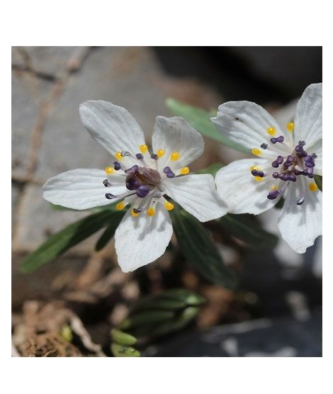 iShopping - HusMah Rare Eranthis Flower Seeds- White