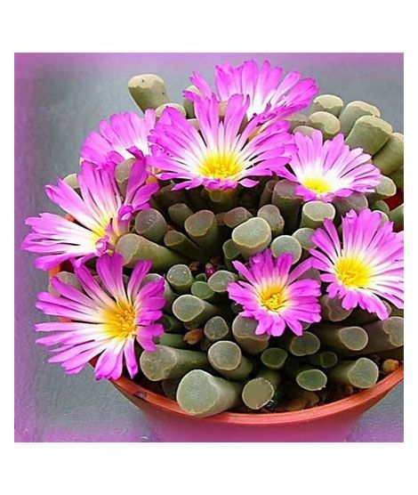 iShopping - HusMah Fenestraria Aurantiaca Succulent Plant Seeds