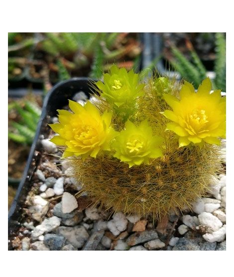 iShopping - HusMah Bonsai Notocactus Graessneri Cactus Flower Seed- Yellow