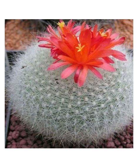 iShopping - HusMah Bonsai Notocactus Graessneri Cactus Flower Seed- Red