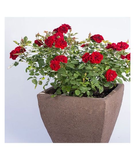 iShopping - HusMah Bonsai Miniature Rose Seeds- Red