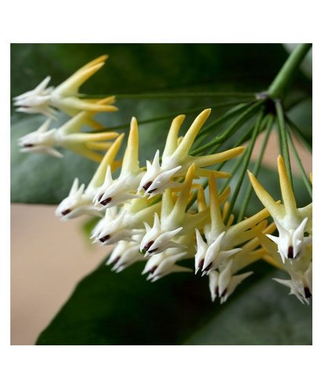 iShopping - HusMah Mix Rocket Hoya Orchid Seeds