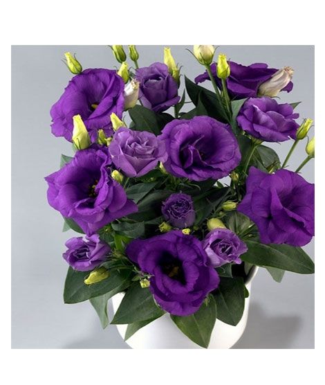 iShopping - HusMah Bonsai Rare Eustoma Seeds- Purple