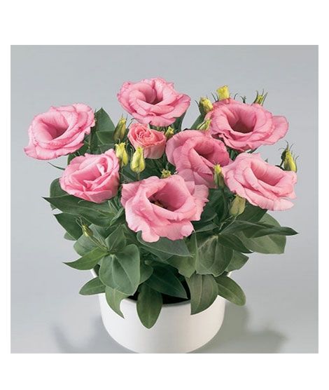 iShopping - HusMah Bonsai Rare Eustoma Seeds- Pink