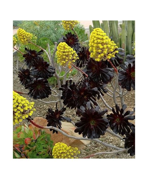 iShopping - HusMah World'S Rare Black Aeonium Arboreum Stones Flowers Seeds