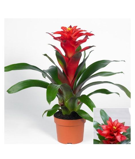 iShopping - HusMah Bonsai Guzmania Conifera Seeds