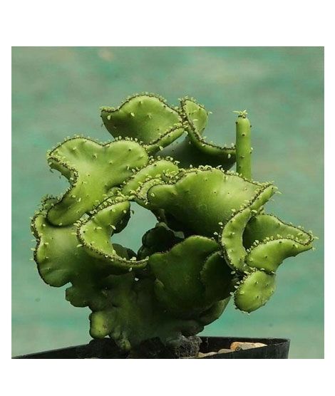 iShopping - HusMah Rare Succulent Euphorbia Oncoclada Seeds