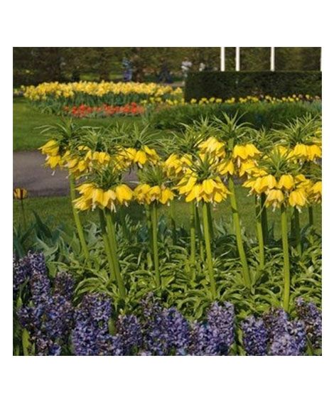 iShopping - HusMah Bonsai Imperial Crown Seeds- Yellow