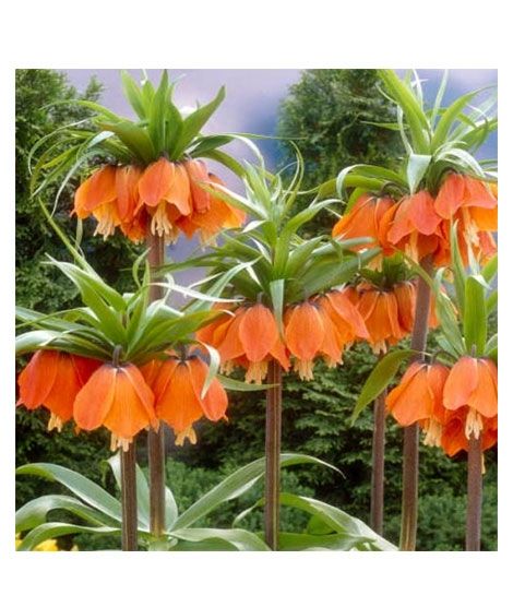 iShopping - HusMah Bonsai Imperial Crown Seeds- Orange