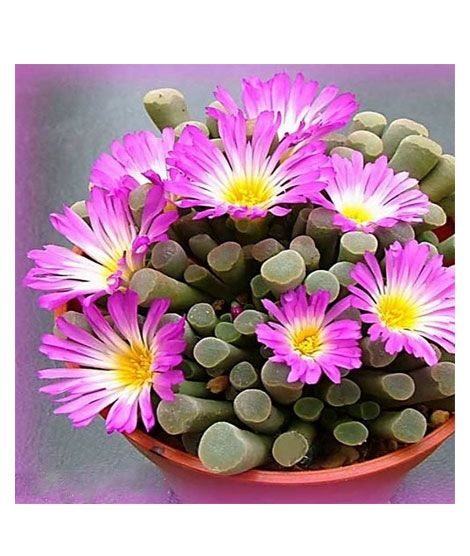 iShopping - HusMah Bonsai Fenestraria Aurantiaca Pink