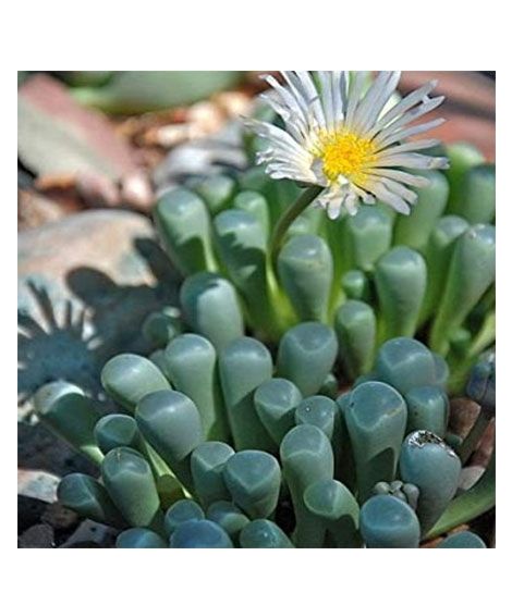 iShopping - HusMah Fenestraria Aurantiaca Seeds White